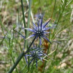 Eryngium ovinum (Blue Devil) at Isaacs Ridge and Nearby - 27 Nov 2020 by Mike