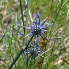 Eryngium ovinum (Blue Devil) at Symonston, ACT - 27 Nov 2020 by Mike