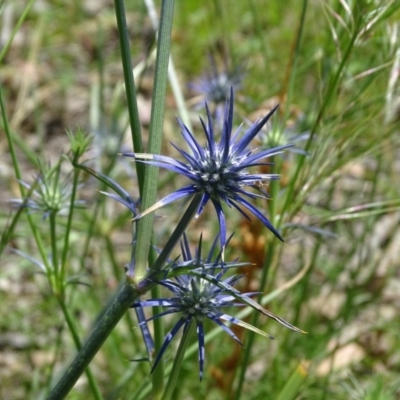 Eryngium ovinum (Blue Devil) at Isaacs Ridge and Nearby - 27 Nov 2020 by Mike