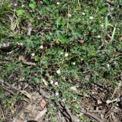 Geranium sp. (Geranium) at Isaacs Ridge and Nearby - 27 Nov 2020 by Mike