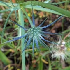 Eryngium ovinum (Blue Devil) at Hughes, ACT - 23 Nov 2020 by JackyF