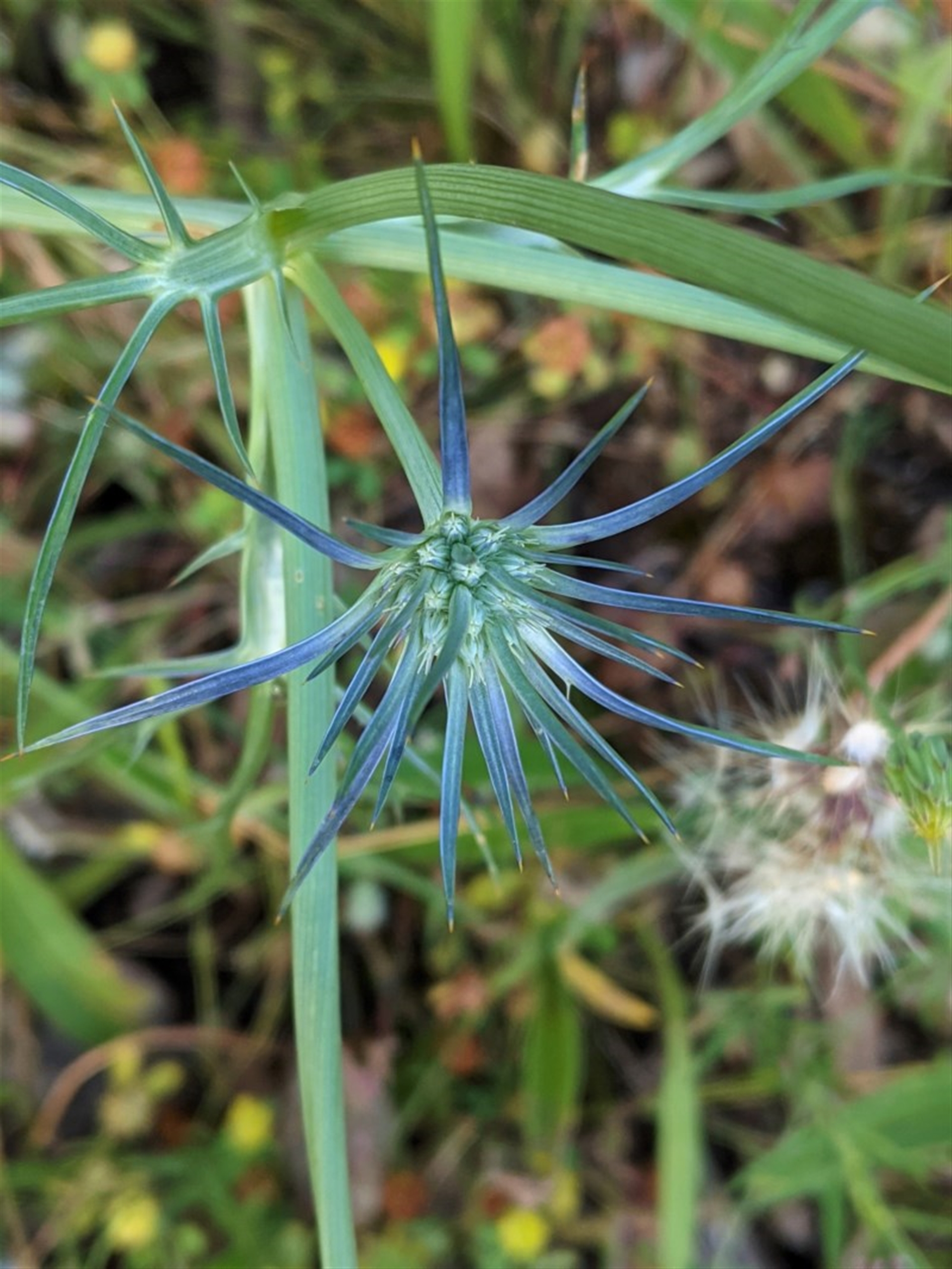 Eryngium ovinum at Hughes, ACT Canberra Nature Map