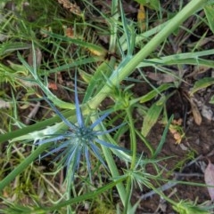 Eryngium ovinum at Hughes, ACT - 23 Nov 2020