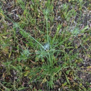 Eryngium ovinum at Hughes, ACT - 23 Nov 2020