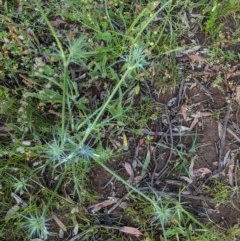 Eryngium ovinum at Hughes, ACT - 23 Nov 2020