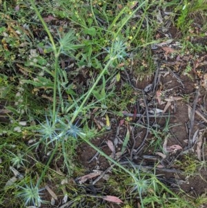 Eryngium ovinum at Hughes, ACT - 23 Nov 2020 08:04 AM