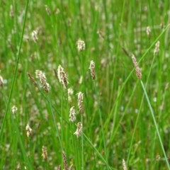 Eleocharis sp. (Spike-rush) at Isaacs Ridge - 27 Nov 2020 by Mike