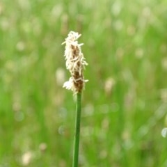 Eleocharis sp. at Symonston, ACT - 28 Nov 2020