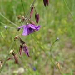 Arthropodium fimbriatum (Nodding Chocolate Lily) at Isaacs Ridge and Nearby - 27 Nov 2020 by Mike