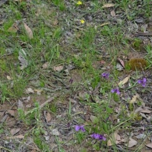 Arthropodium fimbriatum at Symonston, ACT - 27 Nov 2020