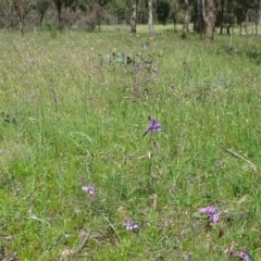 Arthropodium fimbriatum at Symonston, ACT - 27 Nov 2020