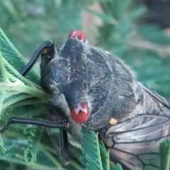 Psaltoda moerens (Redeye cicada) at Tharwa, ACT - 28 Nov 2020 by michaelb