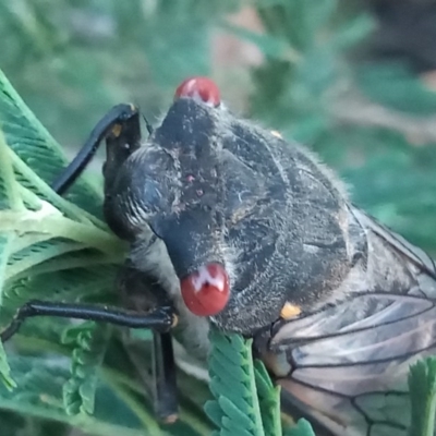 Psaltoda moerens (Redeye cicada) at Tharwa, ACT - 28 Nov 2020 by michaelb