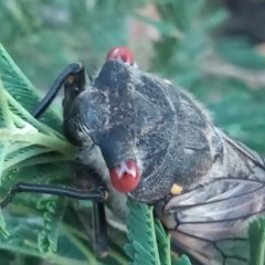 Psaltoda moerens (Redeye cicada) at Point Hut to Tharwa - 28 Nov 2020 by michaelb