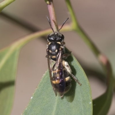 Lasioglossum (Australictus) peraustrale (Halictid bee) at Scullin, ACT - 28 Nov 2020 by AlisonMilton