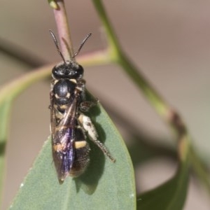 Lasioglossum (Australictus) peraustrale at Scullin, ACT - 28 Nov 2020 09:25 PM