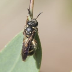 Lasioglossum (Australictus) peraustrale at Scullin, ACT - 28 Nov 2020 09:25 PM