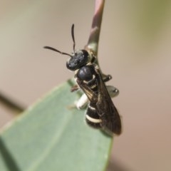 Lasioglossum (Australictus) peraustrale at Scullin, ACT - 28 Nov 2020 09:25 PM