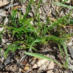 Bossiaea buxifolia (Matted Bossiaea) at Yarralumla, ACT - 24 Nov 2020 by Jiggy