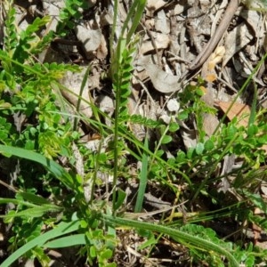 Bossiaea buxifolia at Yarralumla, ACT - 24 Nov 2020