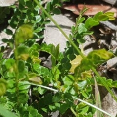 Bossiaea buxifolia at Yarralumla, ACT - 24 Nov 2020