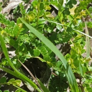 Bossiaea buxifolia at Yarralumla, ACT - 24 Nov 2020