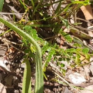 Bossiaea buxifolia at Yarralumla, ACT - 24 Nov 2020