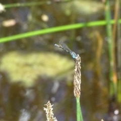 Austrolestes leda (Wandering Ringtail) at Symonston, ACT - 27 Nov 2020 by Mike