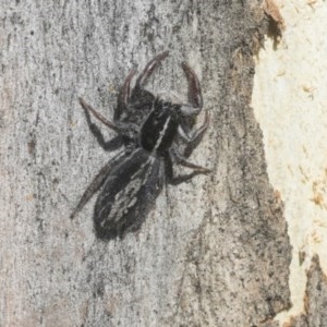 Ocrisiona leucocomis at Scullin, ACT - 28 Nov 2020