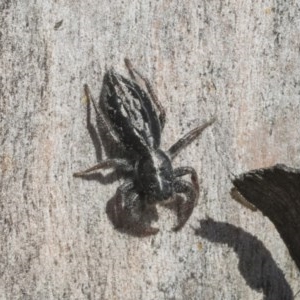 Ocrisiona leucocomis at Scullin, ACT - 28 Nov 2020