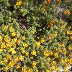 Pultenaea microphylla (Egg and Bacon Pea) at Mulligans Flat - 21 Oct 2020 by abread111
