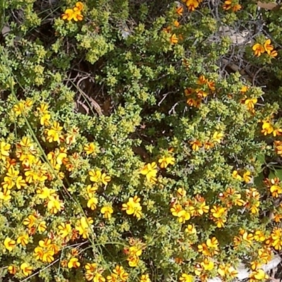 Pultenaea microphylla (Egg and Bacon Pea) at Mulligans Flat - 21 Oct 2020 by abread111