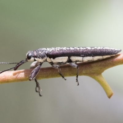 Rhinotia sp. (genus) (Unidentified Rhinotia weevil) at Scullin, ACT - 28 Nov 2020 by AlisonMilton