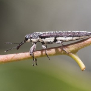 Rhinotia sp. (genus) at Scullin, ACT - 28 Nov 2020