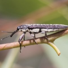 Rhinotia sp. (genus) at Scullin, ACT - 28 Nov 2020