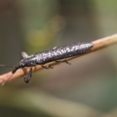 Rhinotia sp. (genus) at Scullin, ACT - 28 Nov 2020