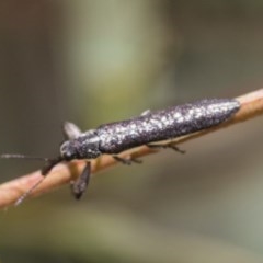 Rhinotia sp. (genus) at Scullin, ACT - 28 Nov 2020