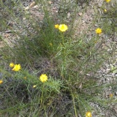 Xerochrysum viscosum (Sticky Everlasting) at Forde, ACT - 22 Oct 2020 by abread111