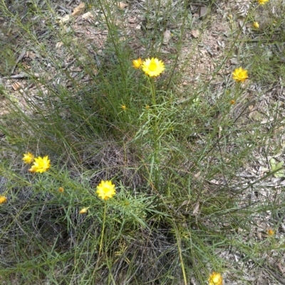 Xerochrysum viscosum (Sticky Everlasting) at Mulligans Flat - 21 Oct 2020 by abread111