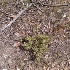 Brachyloma daphnoides (Daphne Heath) at Forde, ACT - 21 Oct 2020 by abread111