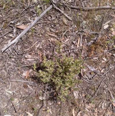 Brachyloma daphnoides (Daphne Heath) at Mulligans Flat - 21 Oct 2020 by abread111