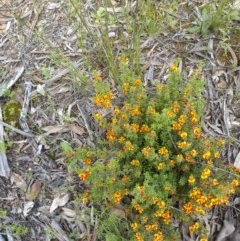 Pultenaea procumbens (Bush Pea) at Forde, ACT - 22 Oct 2020 by abread111