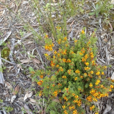 Pultenaea procumbens (Bush Pea) at Forde, ACT - 22 Oct 2020 by abread111