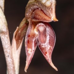 Oligochaetochilus squamatus (Southern Rustyhood) at Booth, ACT - 26 Nov 2020 by DerekC