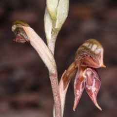 Oligochaetochilus squamatus at Booth, ACT - 26 Nov 2020