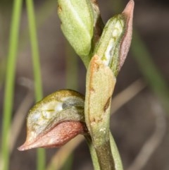 Oligochaetochilus squamatus (Southern Rustyhood) at Booth, ACT - 27 Nov 2020 by DerekC