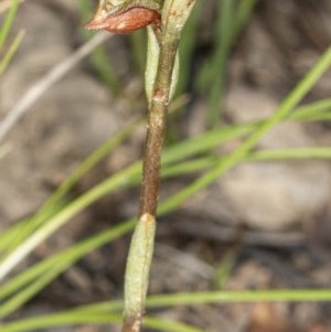 Oligochaetochilus squamatus at Booth, ACT - 27 Nov 2020