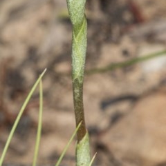 Oligochaetochilus squamatus at Booth, ACT - 27 Nov 2020