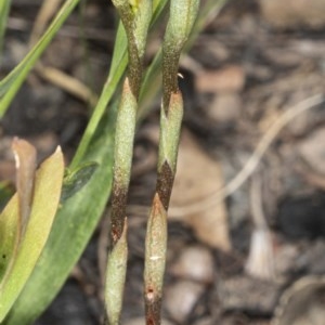 Oligochaetochilus squamatus at Booth, ACT - 27 Nov 2020