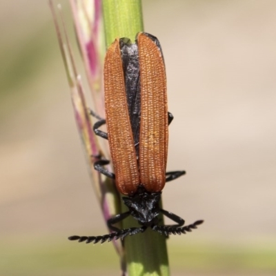 Porrostoma rhipidium (Long-nosed Lycid (Net-winged) beetle) at Illilanga & Baroona - 9 Nov 2020 by Illilanga